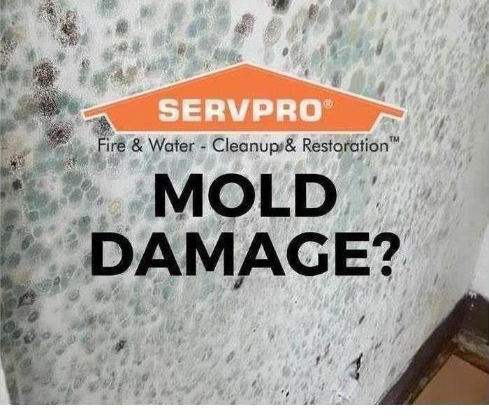 Mold Damage? words with a moldy wall in the background